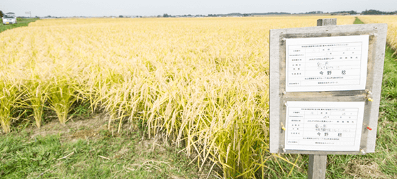 環境保全型農業の推進及び環境保全米の積極的採用